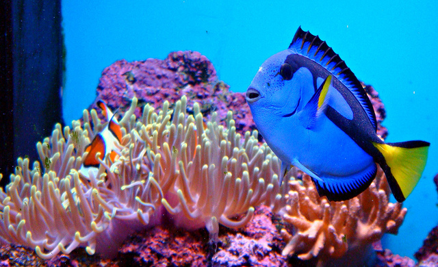 tropical aquarium fish