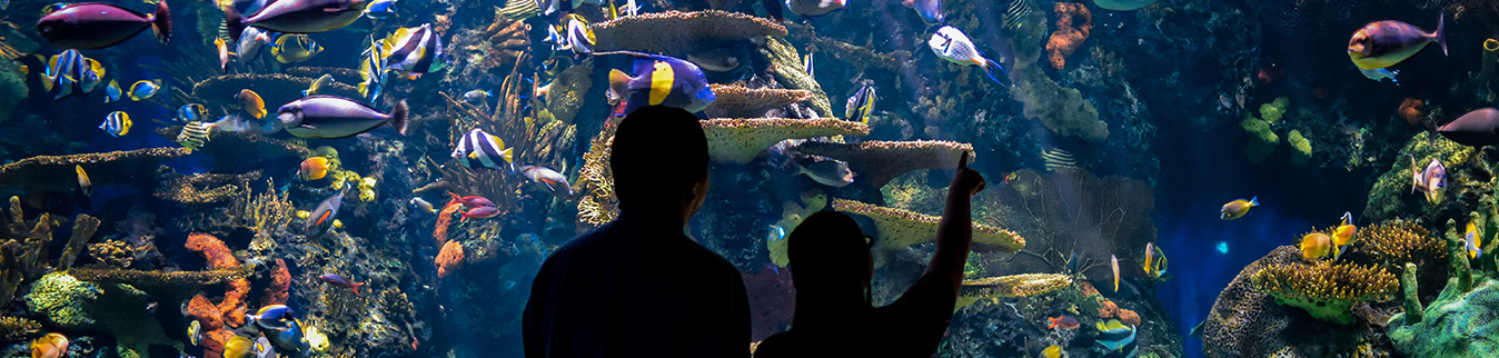 Myrtle Beach Attractions for Families Near The Caravelle Resort