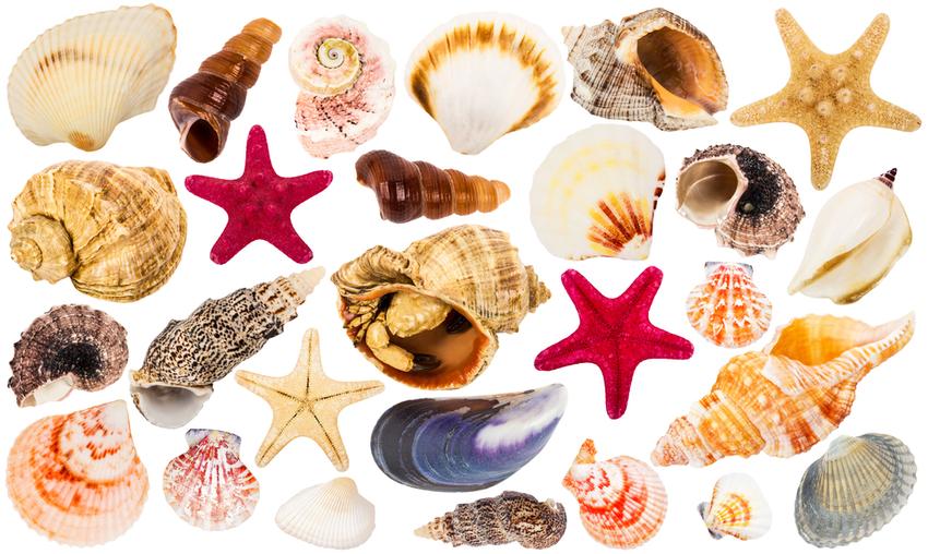 Myrtle Beach Seashells: Where & What to Find image thumbnail